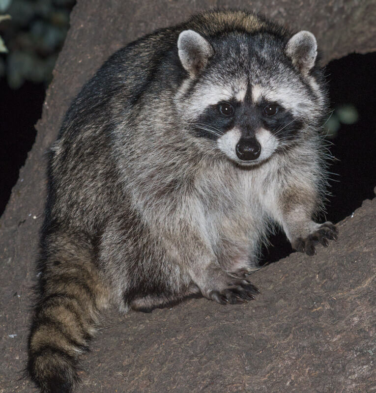 Racoon in tree on PML Shore – Pine Mountain Lake